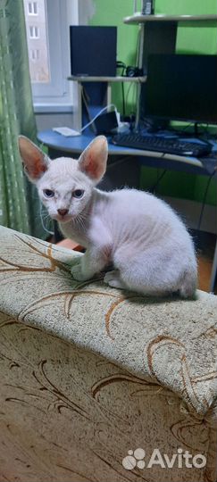 Донской сфинкс котята