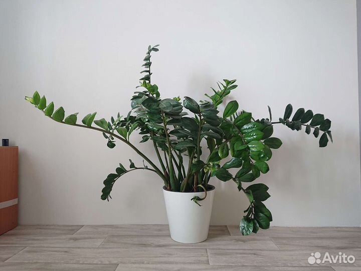 Замиокулькас