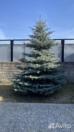 Ель голубая