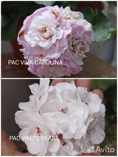 Черенки герань/пеларгония плющелистная