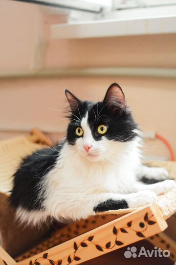 Кот Бакс