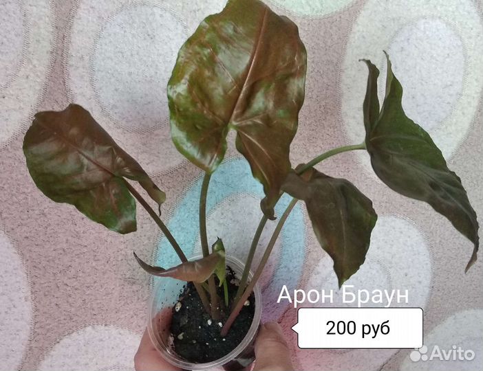 Сингониум филодендрон