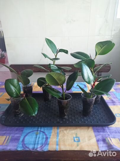 Фикус каучуконосный