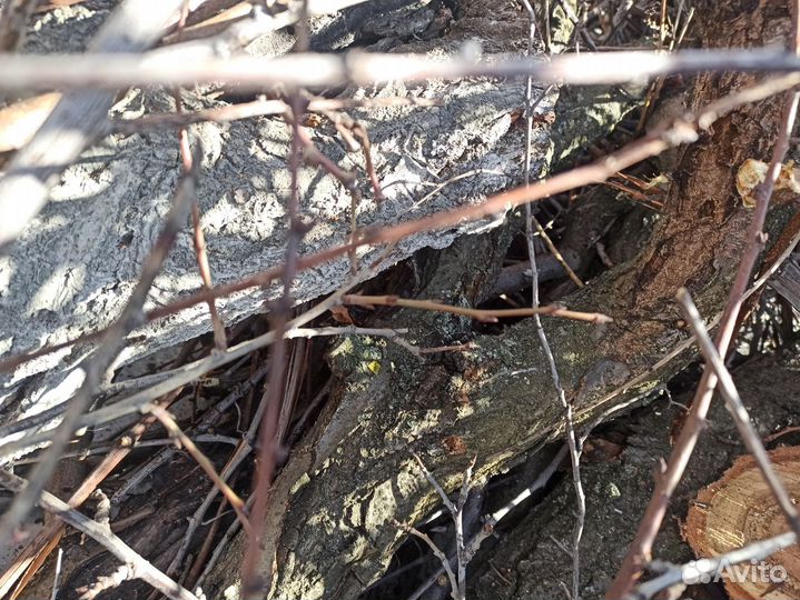 Чурбаки фрукт деревьев для мангала шашлыка