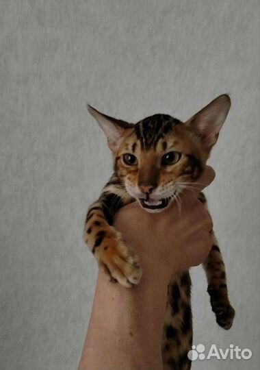 Бенгальский котенок девочка