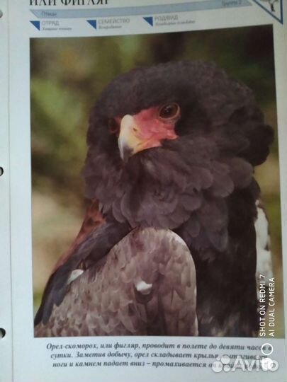 Энциклопедия животный мир планеты