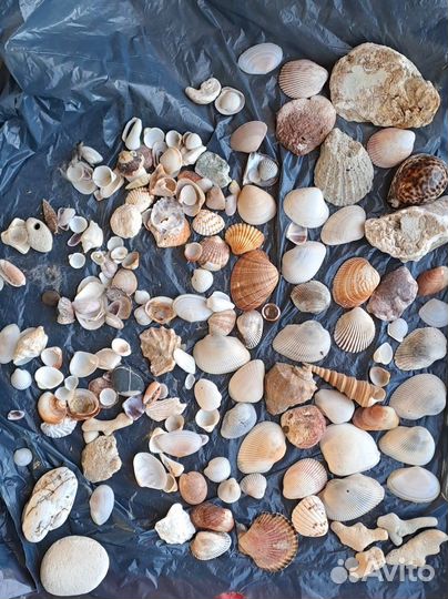 Морские ракушки раковины