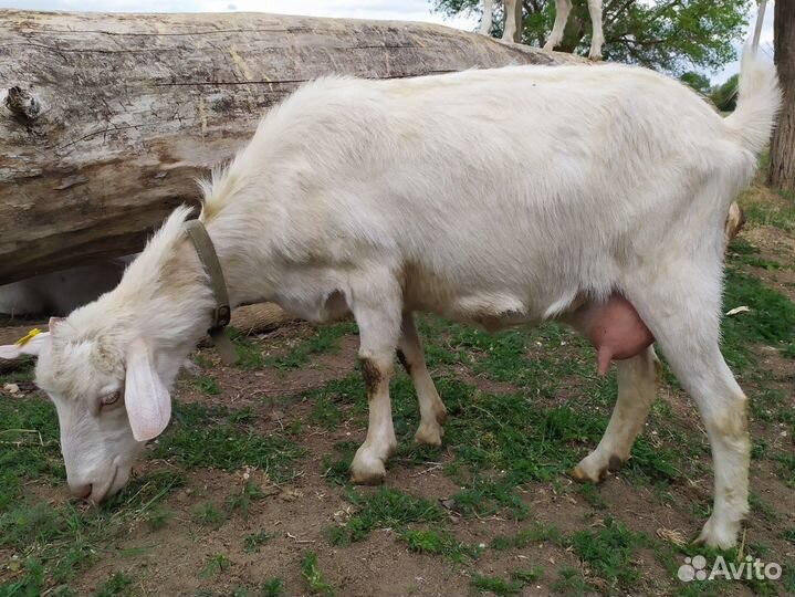Козы и козёл
