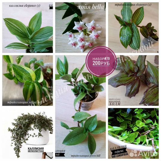 Наборы комнатных растений
