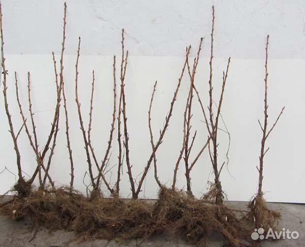 Саженцы черной смородины