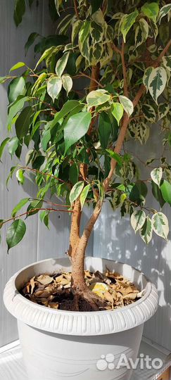 Фикус бенджамина