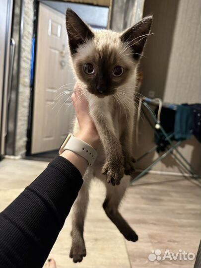 Котенок в добрые руки