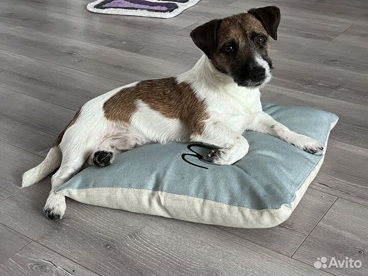 Вязка собак