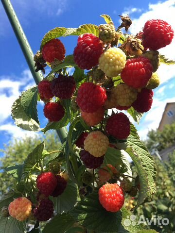 Саженцы супермалины