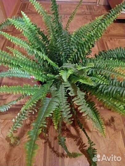 Папоротник