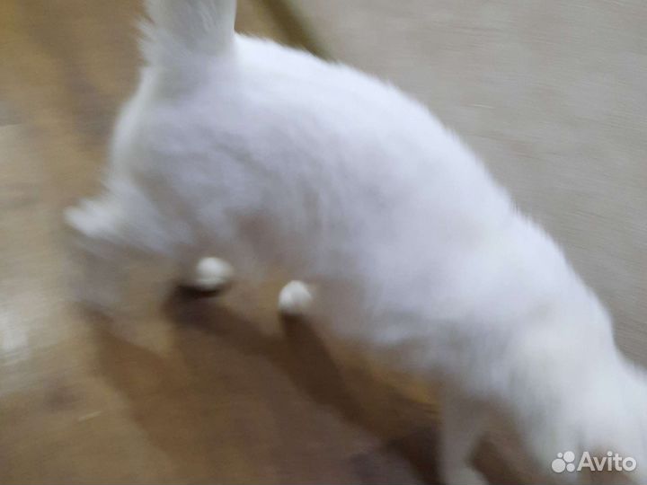 Кошка в дар