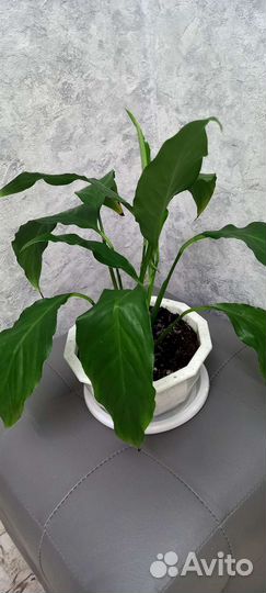 Женское счастье, мужское счастье