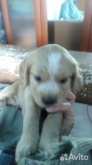 Продам щенка