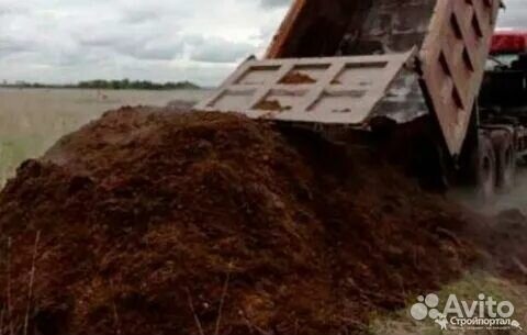 Перегной коровяк