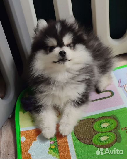 Фенди помски f2