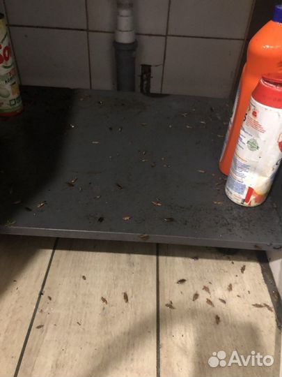 Уничтожение тараканов клопов блох муравьев мышей