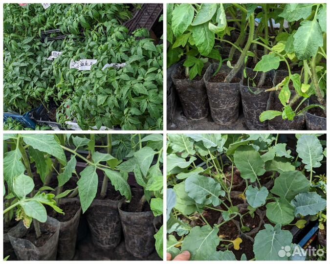 Рассада помидор, овощей и цветов