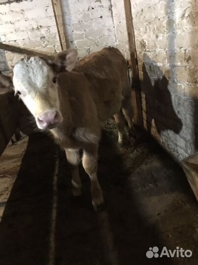 Корова симментал