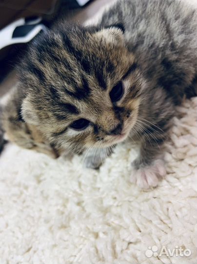 Котятки в добрые руки