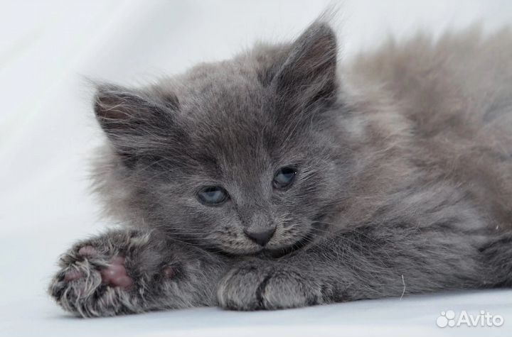 Котенок в добрые руки