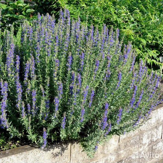 Иссоп лекарственный синий