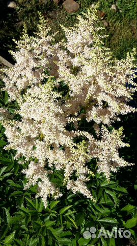 Астильба Тысячелистник Гвоздика Армерия