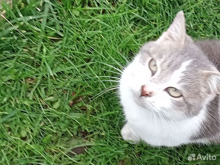 Котик Мишка