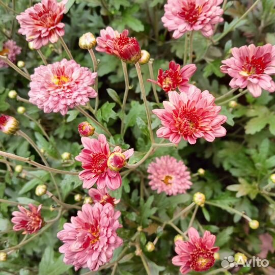 Букет хризантем