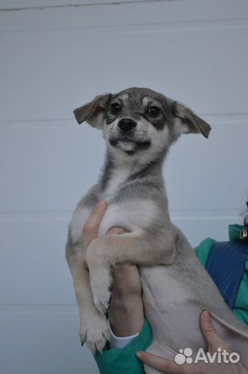 Щенки в дар