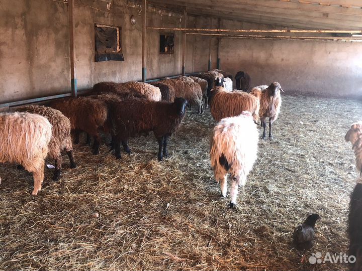 Живые бараны