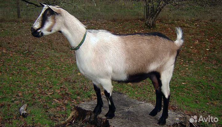 Козочек нубийских, коза альпийская, вязка