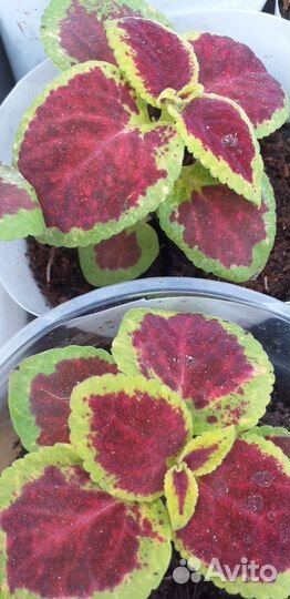 Рассада огурцов, цветов