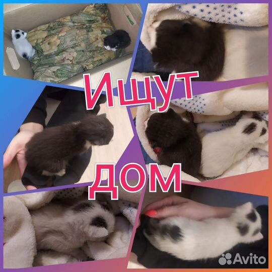 Котята в добрые руки мальчики