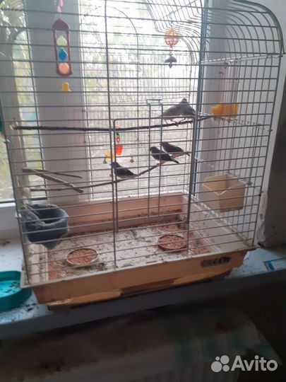 Зебровые амадины