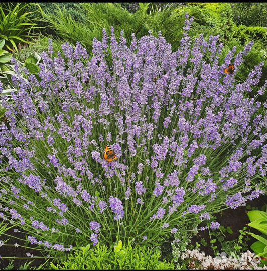 Кусты лаванды