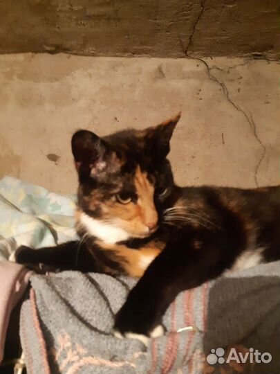 Матильда ищет дом