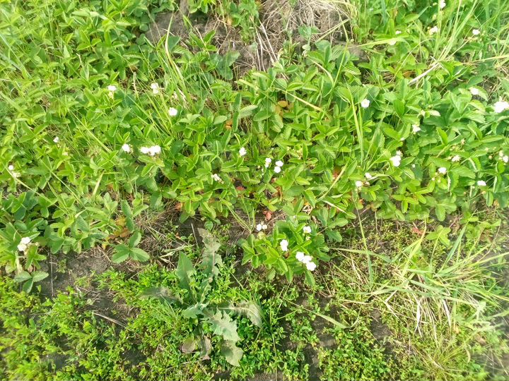 Участок 15 сот. (ИЖС)