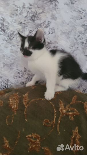 Отдам котенка девочку в добрые руки