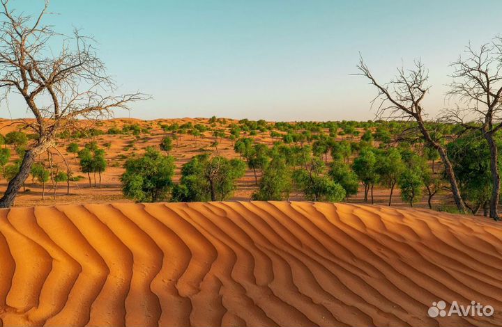 Тур в ОАЭ, г. Рас-Эль-Хайма 7н