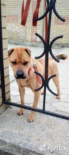 Стерилизованная собачка- может жить в квартире