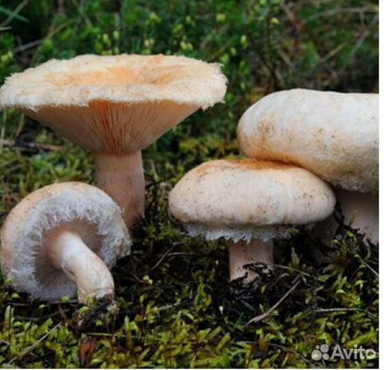 Грибы маринованные. Волжанки,Маслята,Опята