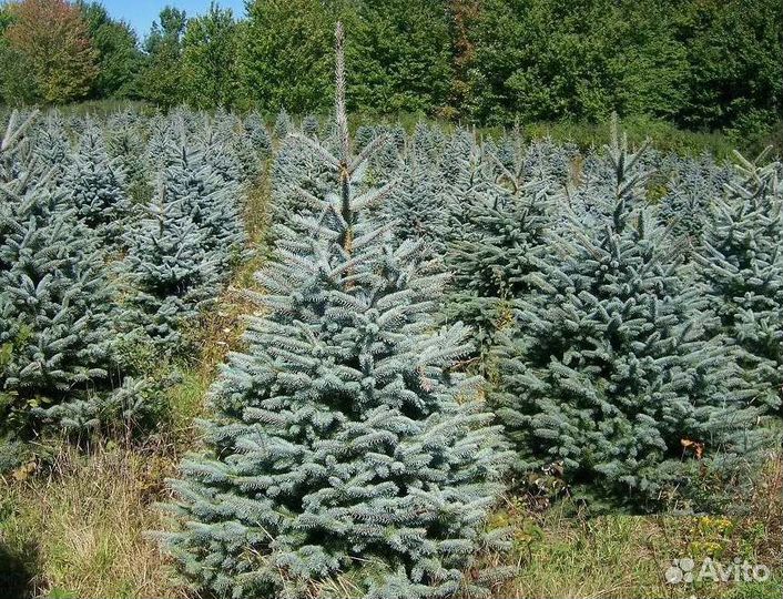 Крупномер голубой ели