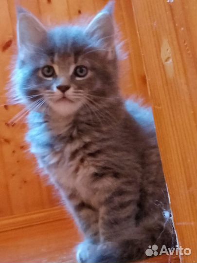 Котики