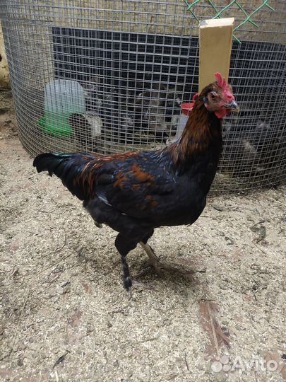 Молодые петухи