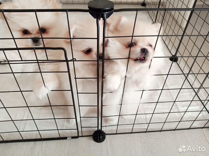 Щенки шпица